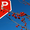 SmugMug > all-time keyword > bushes > Ornamental Crabapples STOP; November, Quakertown, PA